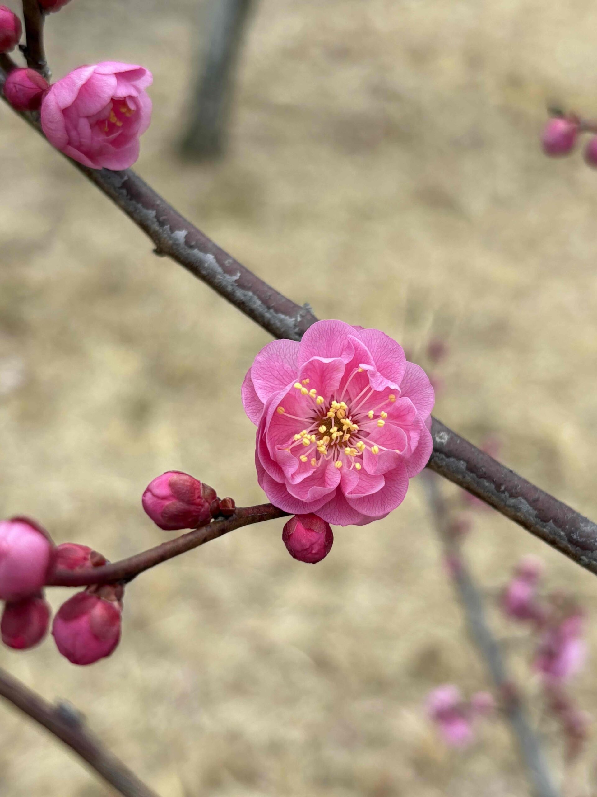 花梅まつり　～大高緑地～